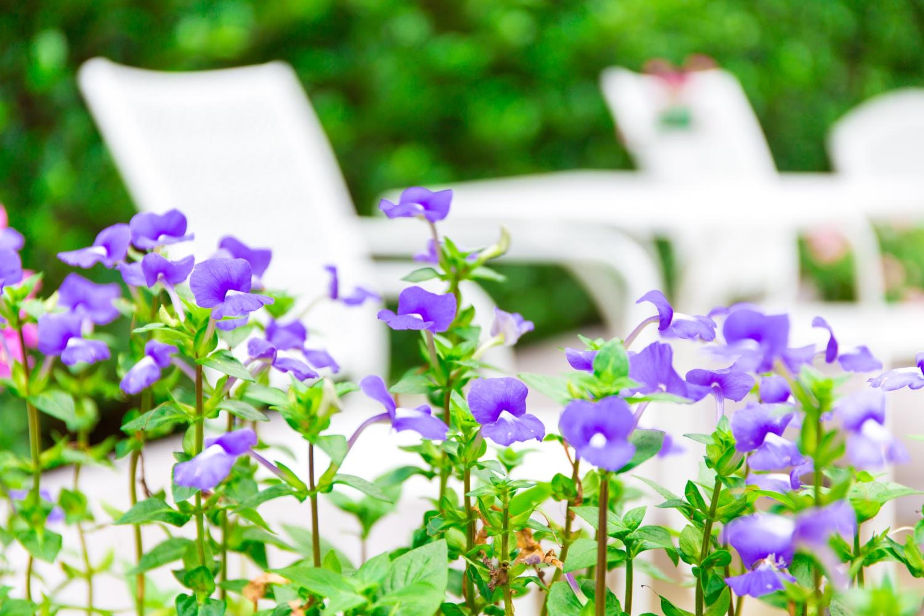 Foto de Lilac Relax-Residence