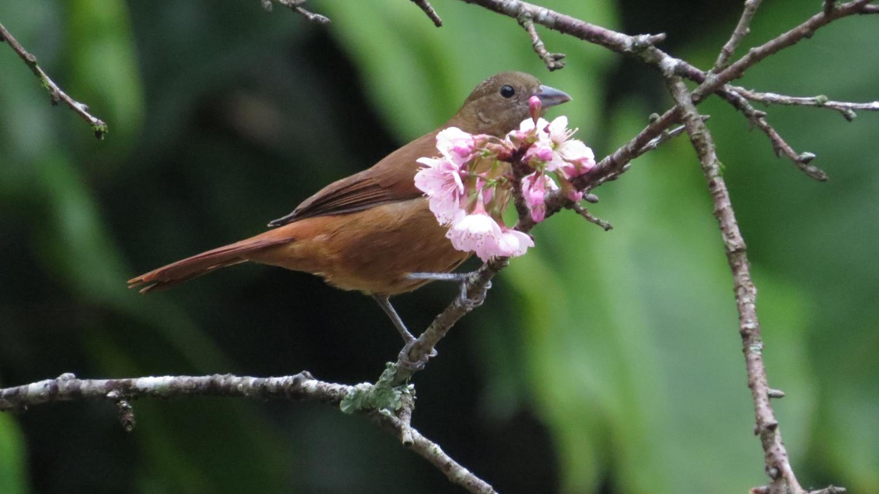 Foto de Villa Violeta