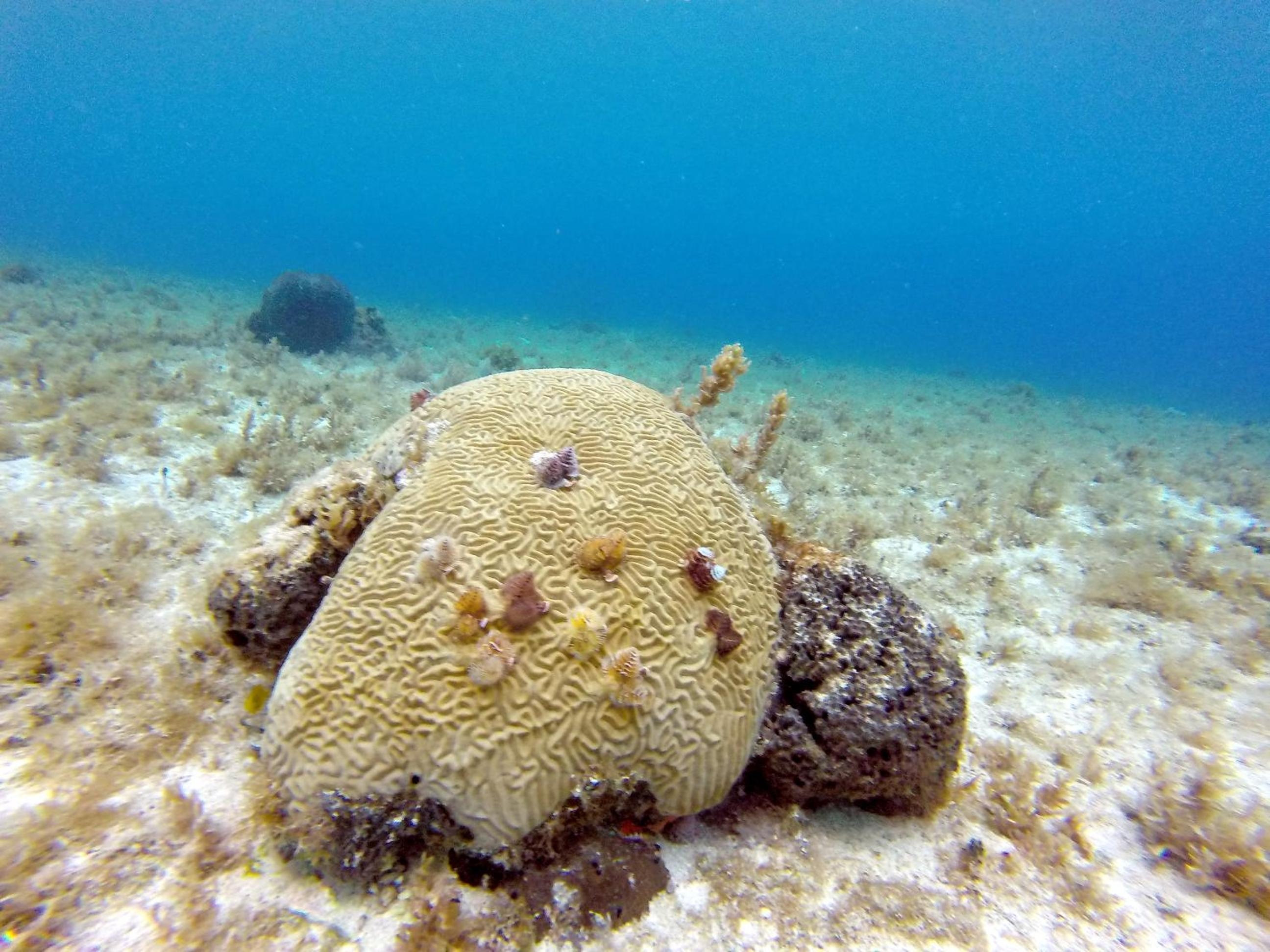 Foto de Mima's Village Cozumel